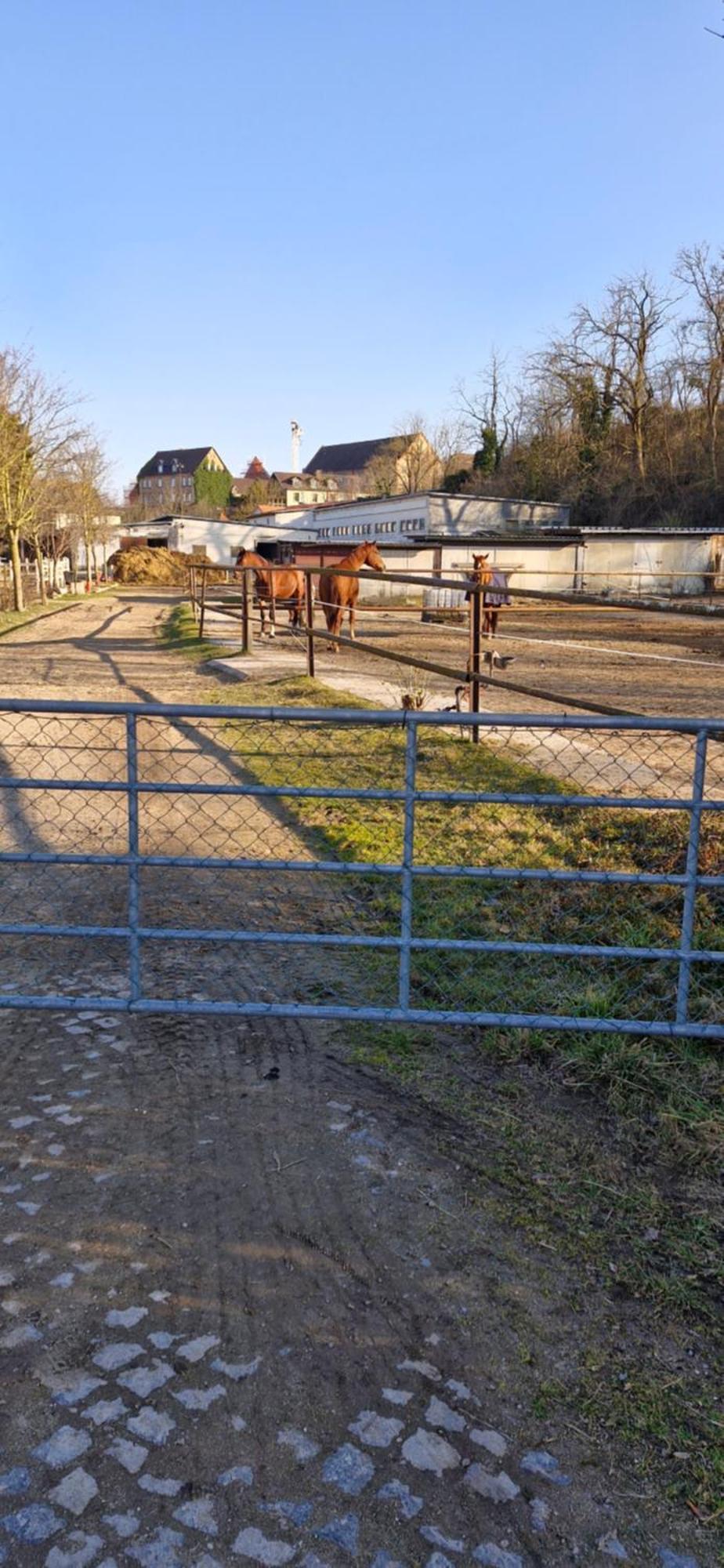 Ferienwohnung Halle/Lettin Halle  Esterno foto